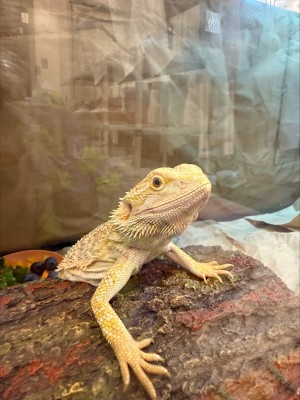 animal image
