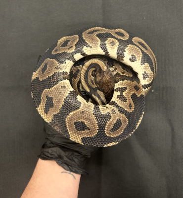 animal image