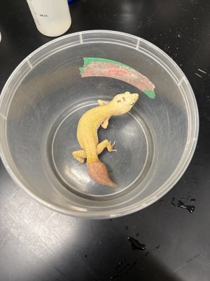 animal image
