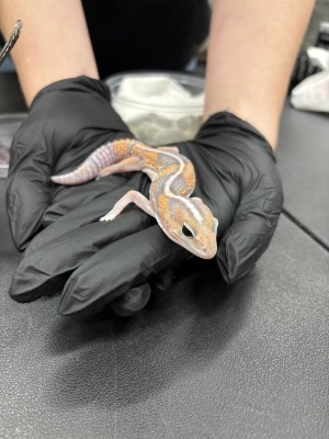 animal image