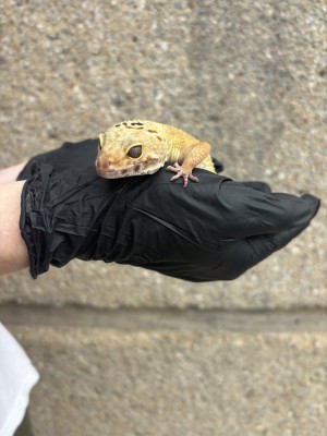 animal image