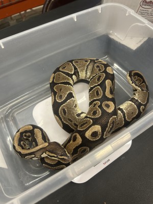 animal image