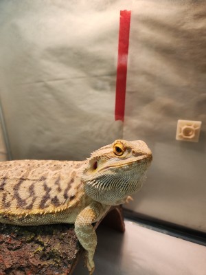 animal image