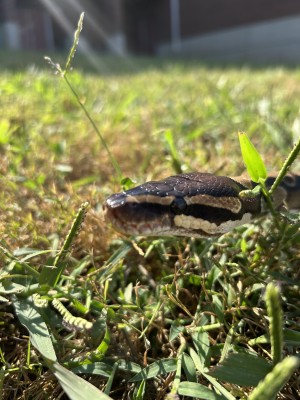 animal image