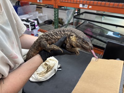 animal image