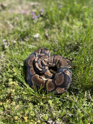 animal image