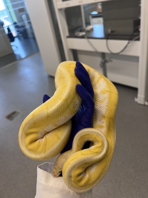 animal image
