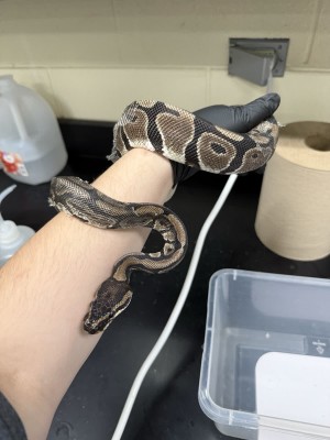 animal image