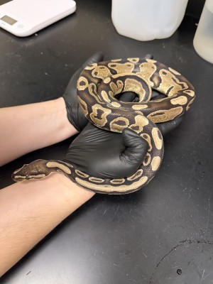 animal image