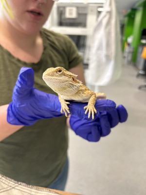 animal image