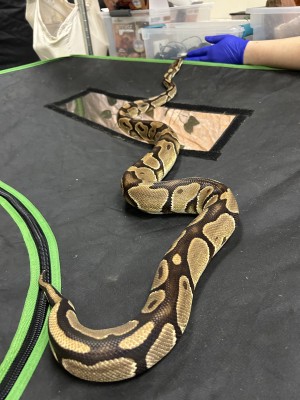 animal image