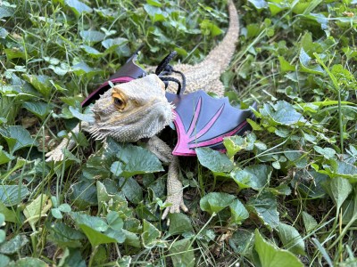 animal image