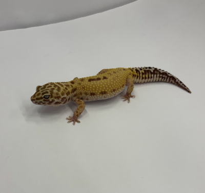animal image