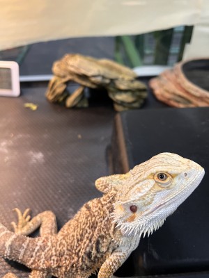 animal image