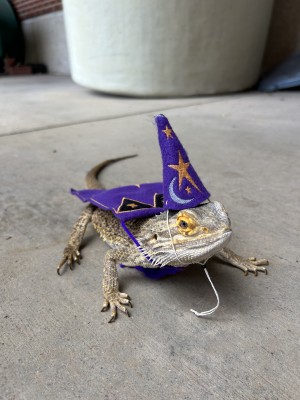 animal image