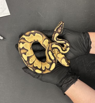 animal image