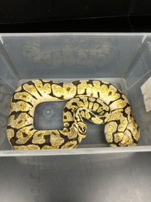 animal image