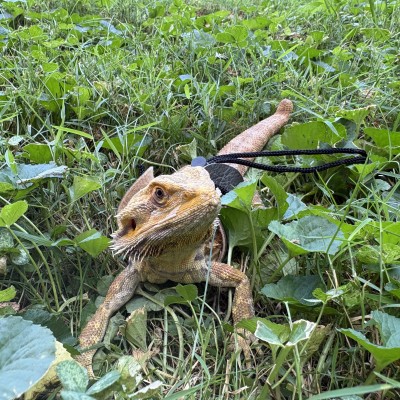 animal image