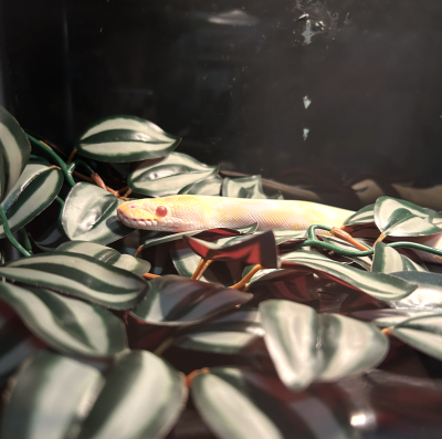 animal image