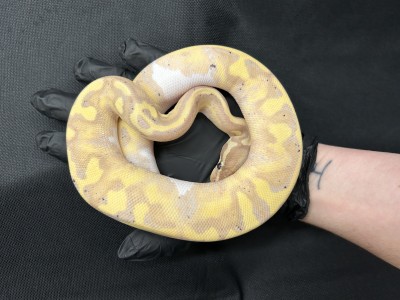 animal image