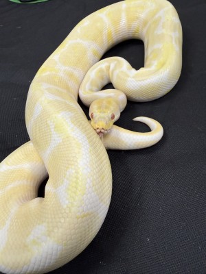 animal image