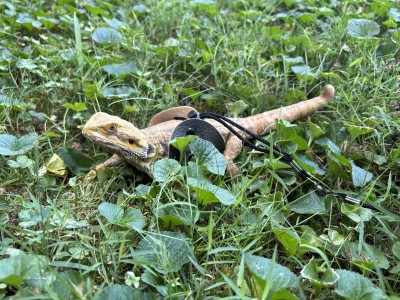 animal image
