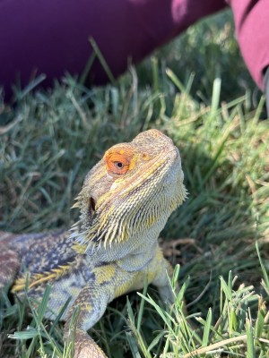 animal image