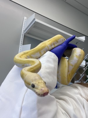 animal image