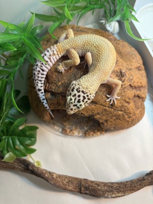 animal image