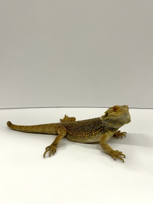 animal image