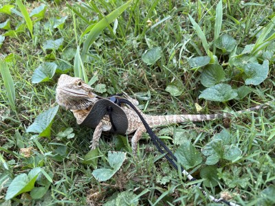 animal image