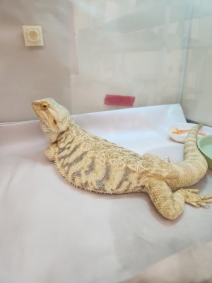 animal image