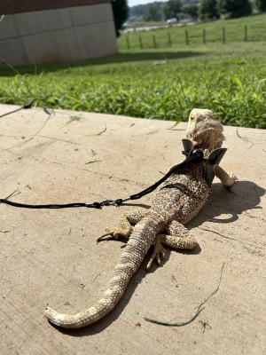 animal image