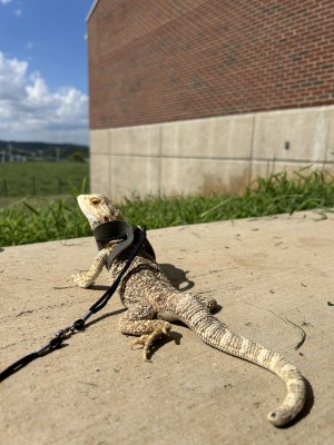 animal image