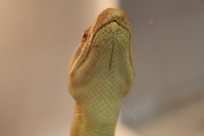 animal image