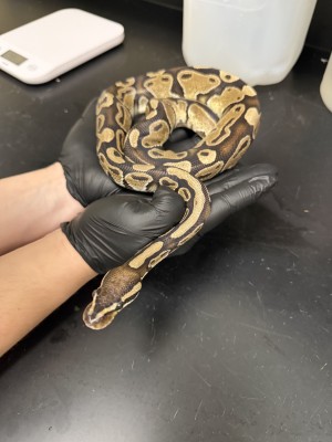 animal image