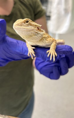 animal image