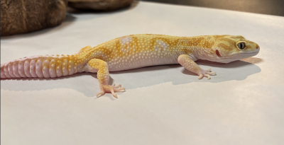 animal image