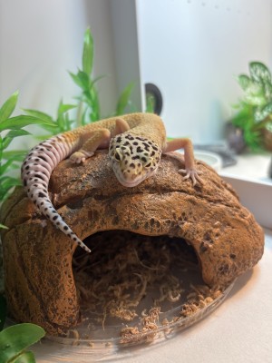 animal image