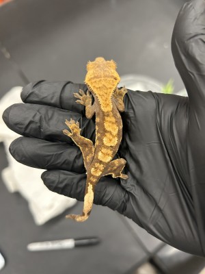 animal image