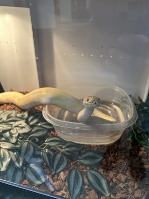 animal image