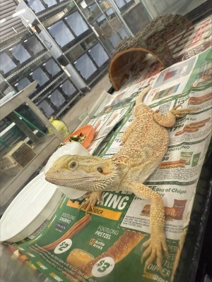 animal image