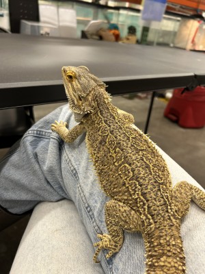 animal image
