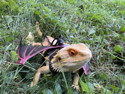 animal image