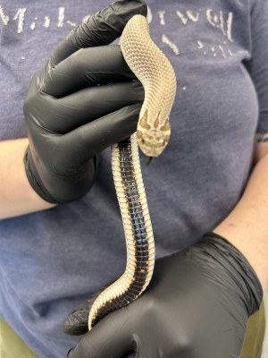 animal image
