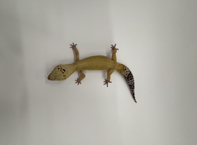 animal image