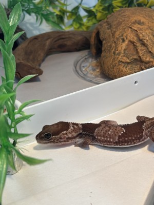 animal image