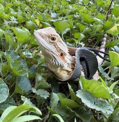 animal image