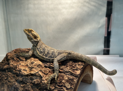 animal image
