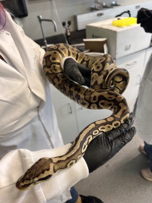 animal image